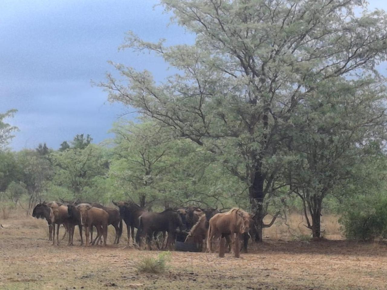 Kigeni Safari Lodge & Spa Vaalwater Luaran gambar