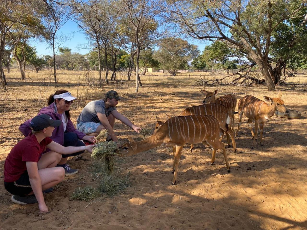 Kigeni Safari Lodge & Spa Vaalwater Luaran gambar