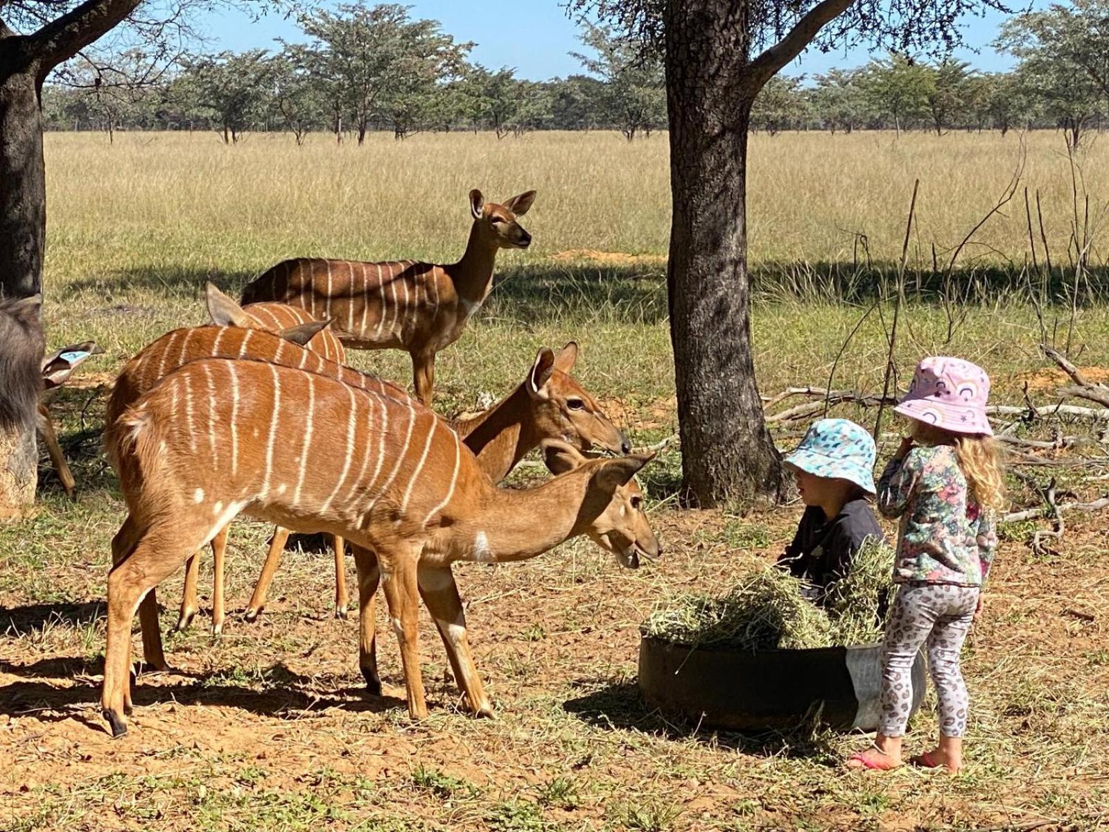 Kigeni Safari Lodge & Spa Vaalwater Luaran gambar
